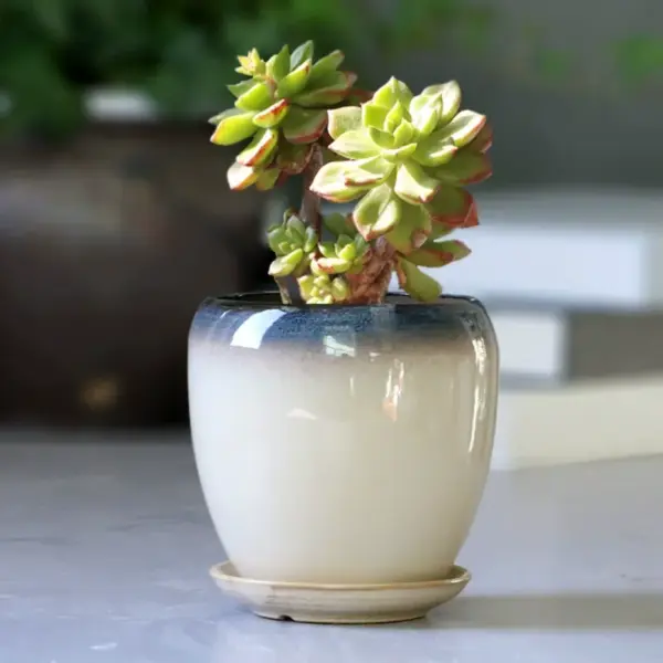 Large Ceramic Planter - Image 2