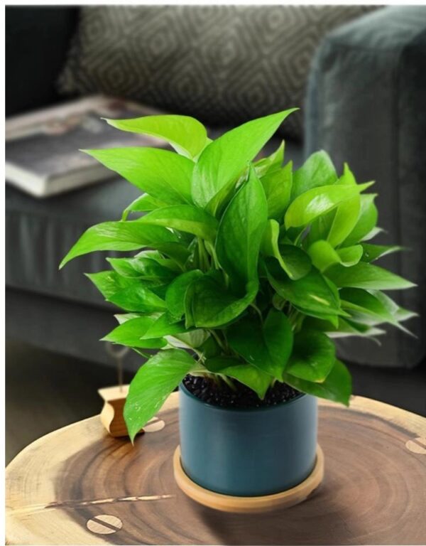 Office Desk Pothos - Image 2