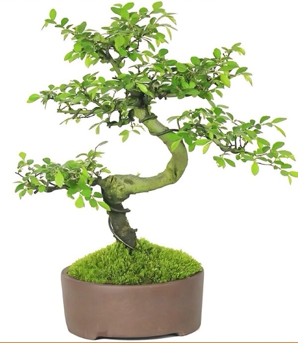 Elm Bonsai Tree - Image 2