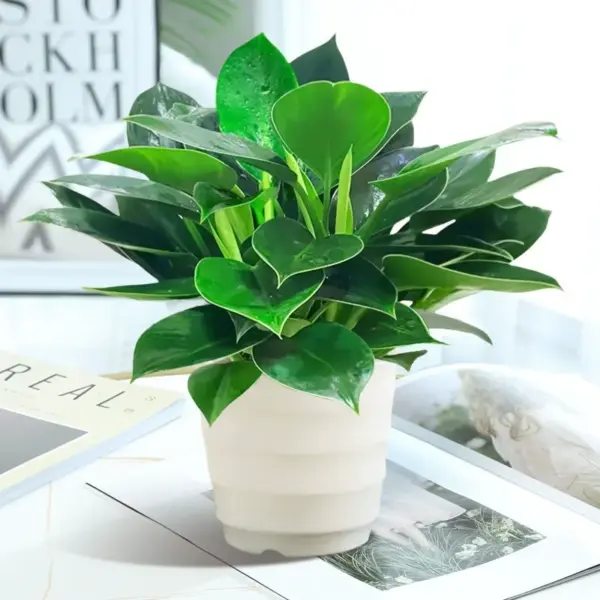 Golden Dracaena Plant - Image 2