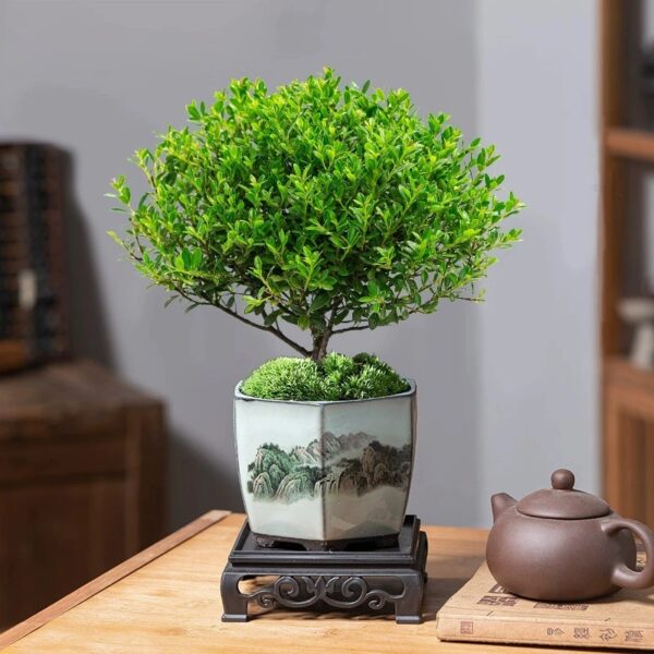 Mini Leaf Nandina Bonsai - Image 2