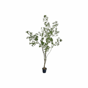 Artificial Pieris Japonica Plant