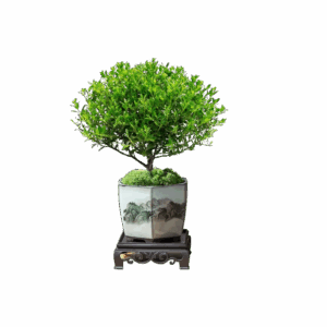 Mini Leaf Nandina Bonsai