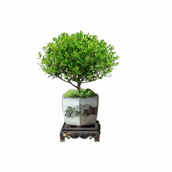 Mini Leaf Nandina Bonsai