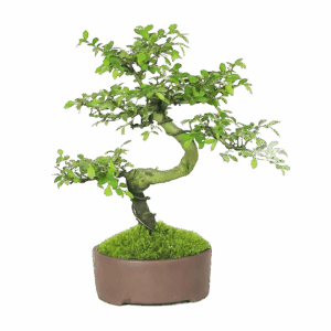 Elm Bonsai Tree