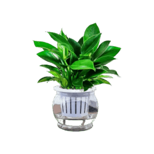 Golden Dracaena Plant