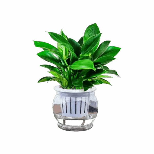 Golden Dracaena Plant