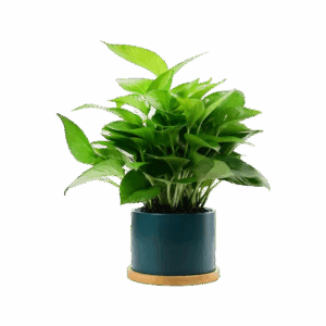 Office Desk Pothos