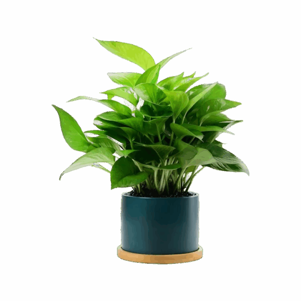 Office Desk Pothos