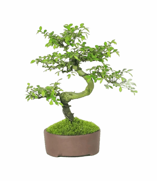 Elm Bonsai Tree